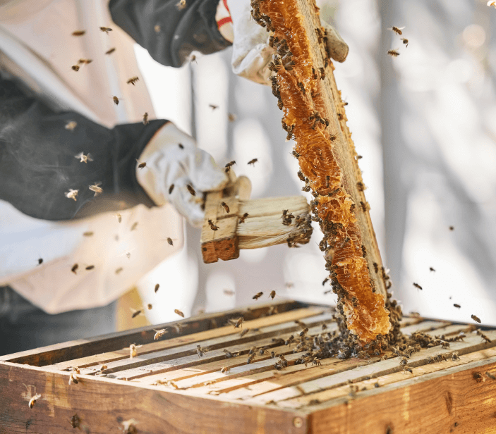 miel-tunisien-propolis-abeille-or-kairouan-baten