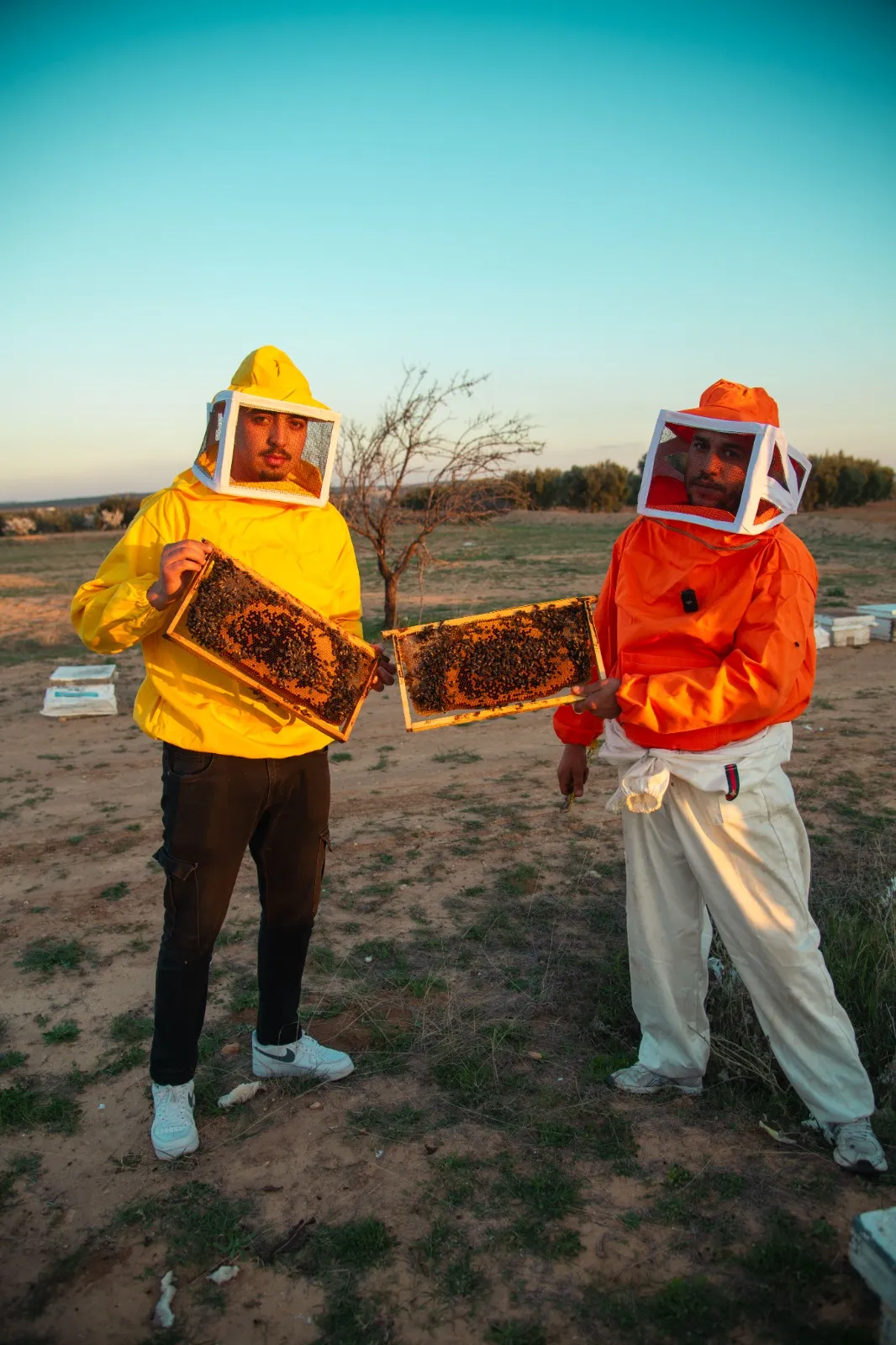 miel-tunisie-abeille-or-golden-bee-kairouan-baten